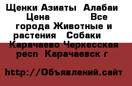 Щенки Азиаты (Алабаи) › Цена ­ 20 000 - Все города Животные и растения » Собаки   . Карачаево-Черкесская респ.,Карачаевск г.